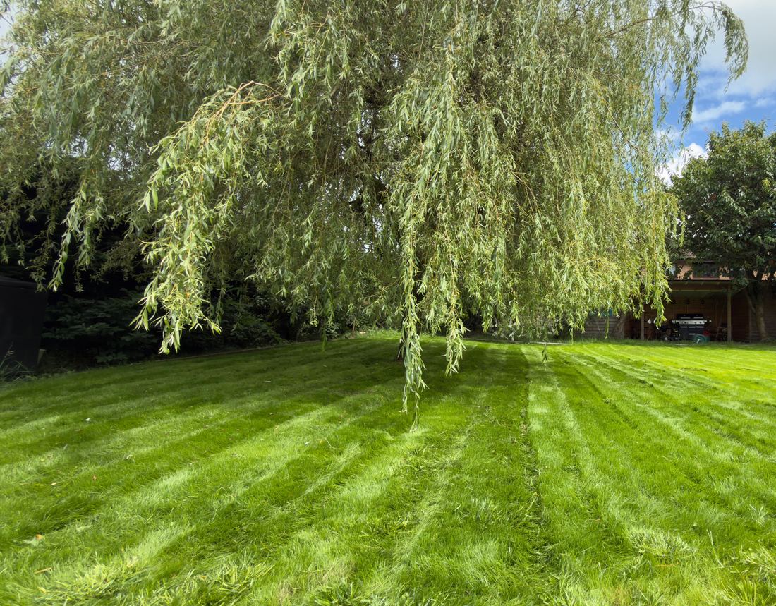 Finished lawn with fresh mown stripes under a willow tree