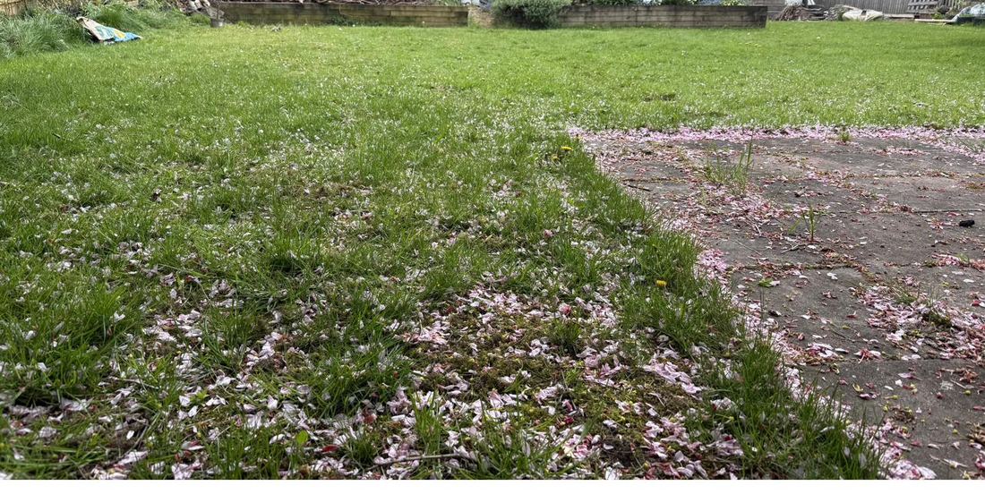Patchy, mossy lawn with old slab path before restoration